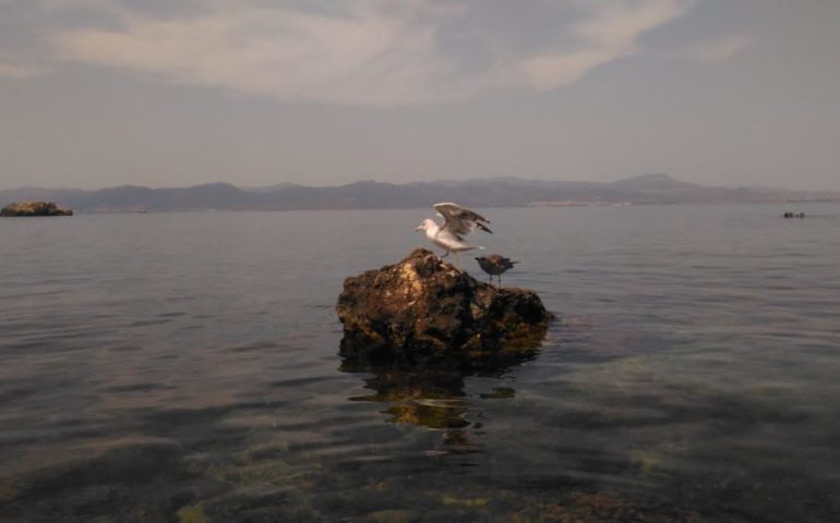 I gabbiani a Sant'Elia (foto M.L. Porcella Ciusa)