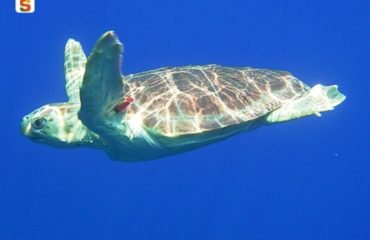 Una tartaruga marina (foto Andrea De Lucia)