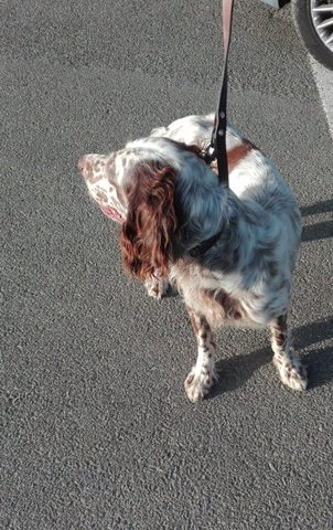 Cane salvato in extremis dagli uomini della polizia