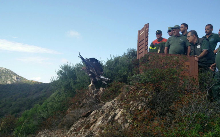 Nebida, l’aquilotto scampato alla morte vola ed è libero