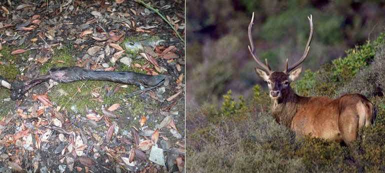 Cervo barbaramente macellato nell’oasi di Montevecchio