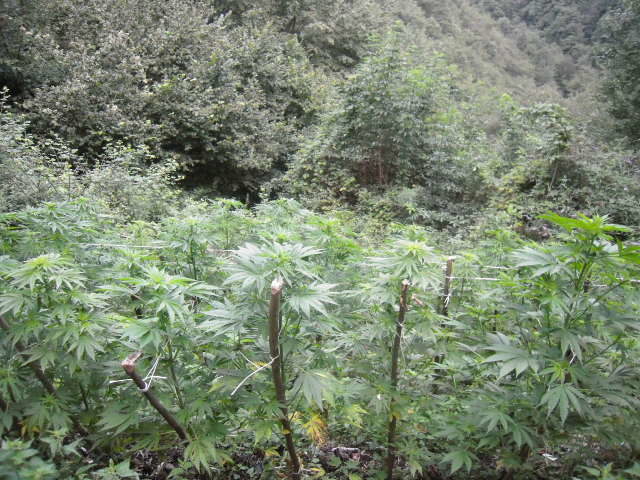 Scoperta a Flumini di Quartu una piantagione di cannabis