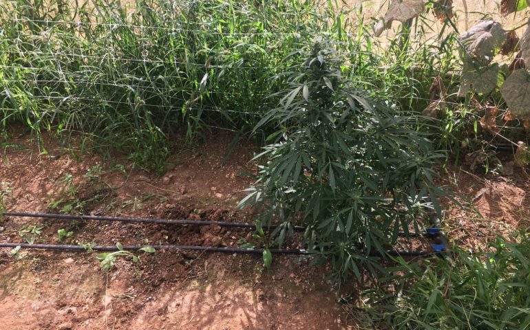 Sestu, trovata una piantagione di marijuana in un campo. Nei guai un pregiudicato