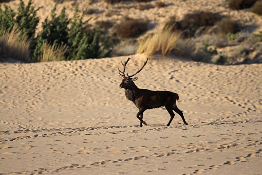 Emergenza danni creati della fauna selvatica in Sardegna: secondo Gruppo d’Intervento Giuridico i dati di Coldiretti sono gonfiati