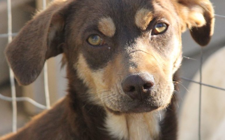 Un nuovo terreno per gli animali del rifugio “Gli amici di Susy”: parte la gara di solidarietà per aiutarli