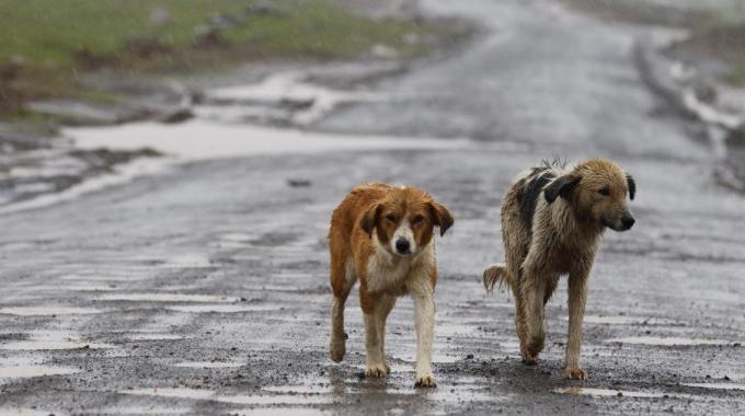 Cane vittima della brutalità dell’uomo a Flumini. Maremmano trovato morto con una busta in testa