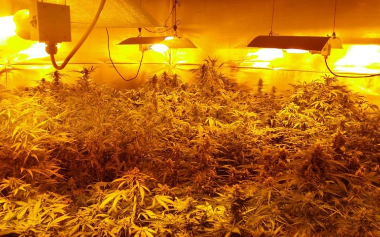 Furtei, manovale fermato dai carabinieri: in casa aveva 100 piante di marijuana