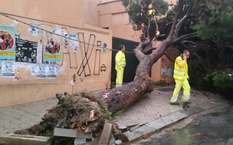 La foto. Cagliari, il maltempo fa crollare un albero in viale Sant’Ignazio