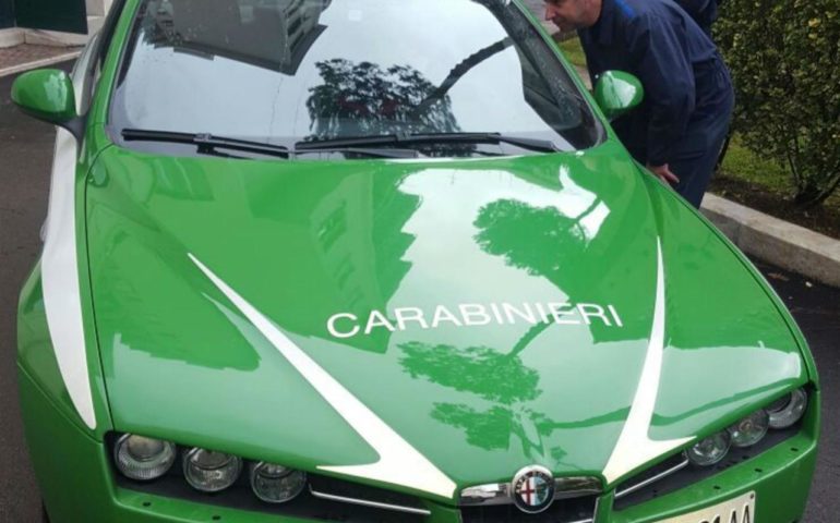 Da gennaio 2017 auto verdi per i Carabinieri? Potrebbe essere il risultato dopo l’accorpamento tra il Corpo Forestale e l’Arma