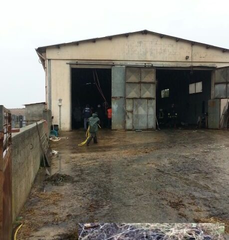 Orroli. 158 animali bruciati vivi nell’incendio doloso di un azienda