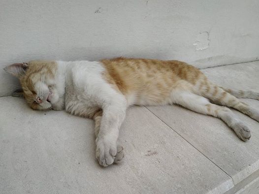 E’ morto avvelenato il gatto randagio che da anni viveva alla stazione di Piazza Repubblica