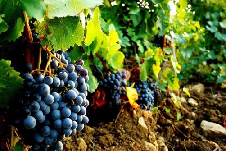 Lo sapevate? Il vino più antico del mondo è stato ritrovato in Sardegna