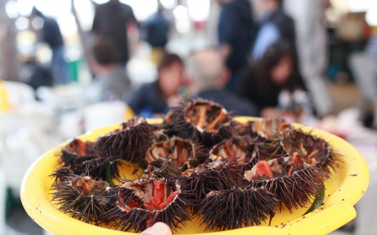 Ricci di mare: è online il bando per l’assegnazione di sei postazioni per la degustazione