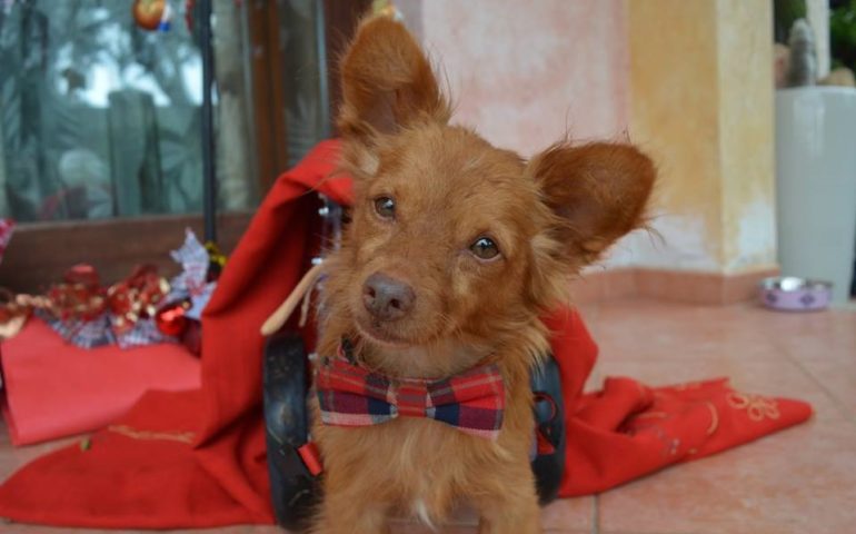 Appello di Natale per Life: il cane sul carrellino cerca casa