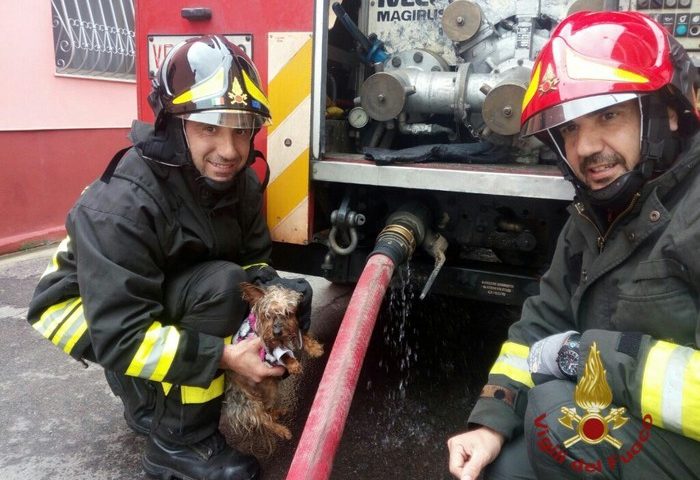 Cagnolino intrappolato tra le fiamme salvato dai Vigili del Fuoco