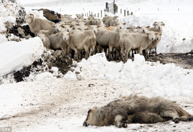 L’allarme di Coldiretti: in occasione delle forti nevicate nelle zone interne dell’Isola sono morti centinaia di animali