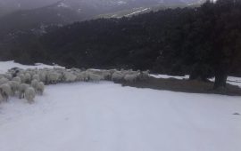 Pecore nella neve