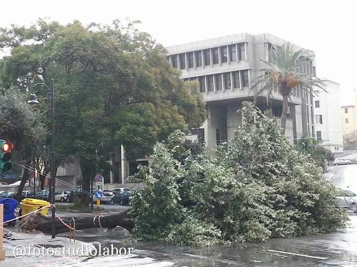 Alberi divelti di fronte al tribunale minorile di via Dante