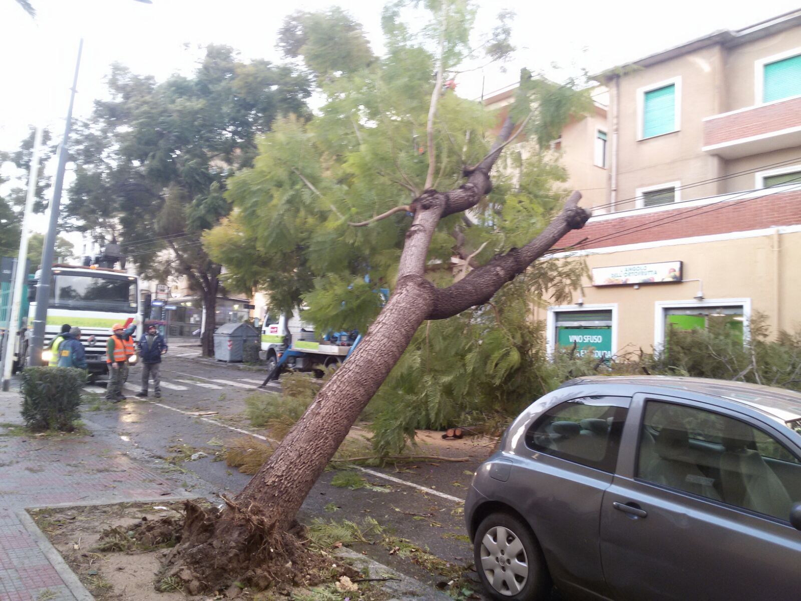 albero sradicato dal vento in via milano - cagliari