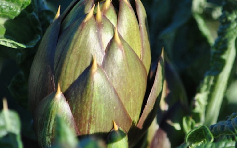 L’agnello sardo Igp e il carciofo spinoso Dop stregano Lugano