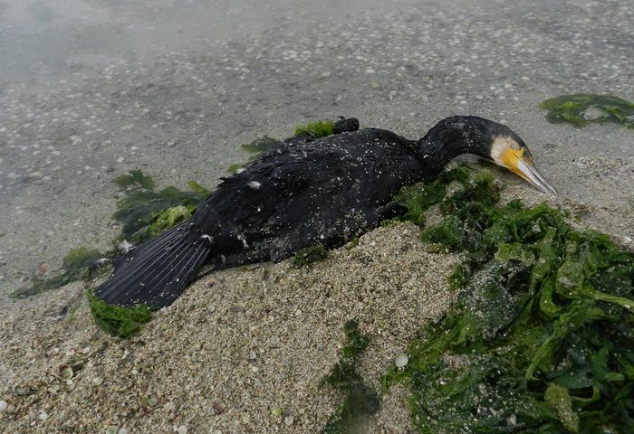 Protesa della Lipu: cormorani abbattuti inutilmente nell’Oristanese per favorire la ripresa della pesca