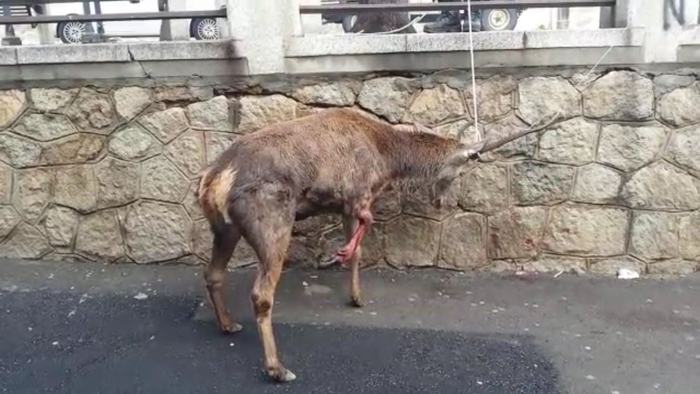 Cervo ferito dai cani arriva sino all’abitato di Guspini e si fa curare. Ma c’è chi pensa sia stato vittima dei cacciatori