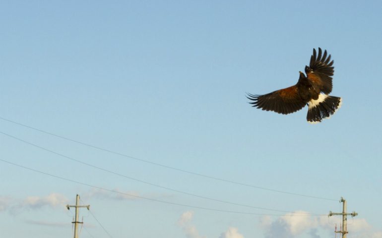 Rinasce l’antica arte della falconeria: al via i corsi di formazione di un’associazione di San Gavino