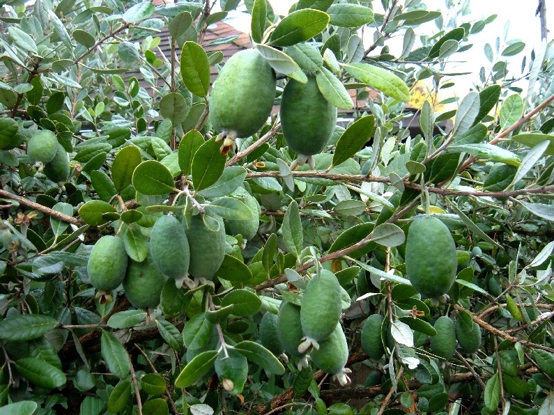 Salute E Bellezza La Feijoa Il Frutto Del Benessere Ricchissimo Di Proprieta Alimentari Cagliari Vistanet