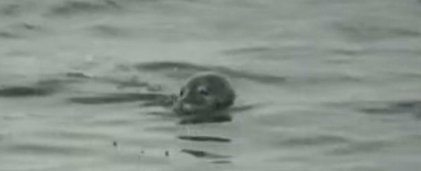 La foca monaca è tornata in Sardegna. Anzi no: un esperto smentisce