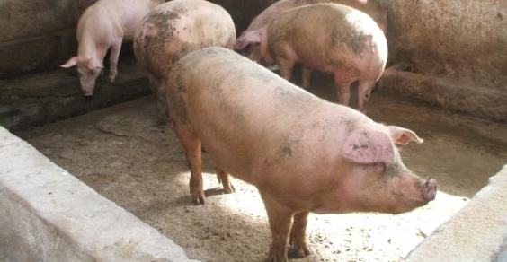 Peste suina, 57 maiali abbattuti nelle campagne tra Orgosolo e Urzulei