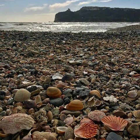 Le foto dei lettori. Migliaia di conchiglie al Poetto portate dalla mareggiata in uno scatto di Riky Deiana