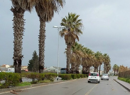 Palme trascurate, i rami secchi si staccano e diventano un pericolo per i passanti: il comitato civico ViviAssemini lancia l’appello