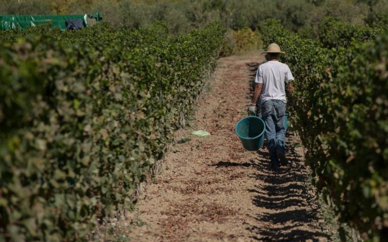 Viticoltori in ginocchio per il gelo dei giorni scorsi, Regione e Argea corrono ai ripari