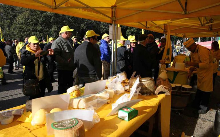 Pecorino romano, produzione in calo. Coldiretti: “Ora la Regione aumenti il prezzo del latte”