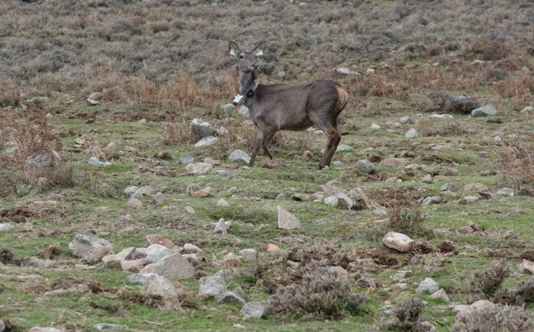 Cinque cervi della Costa Verde sono stati liberati oggi a Seui nell’ambito del progetto LIFE+ “One deer two islands”