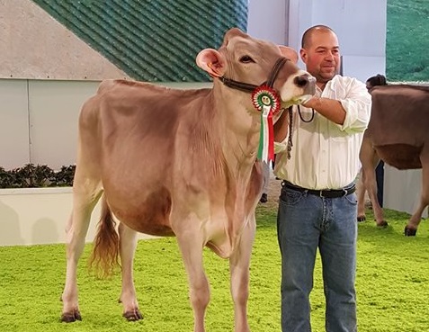 Bovini, manza sarda premiata come “La più bella d’Italia” dopo 15 anni di Lingua blu