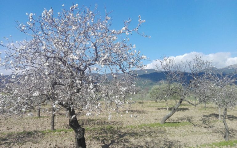 La foto del giorno: nelle campagne del cagliaritano i mandorli sono in fiore ed è già primavera