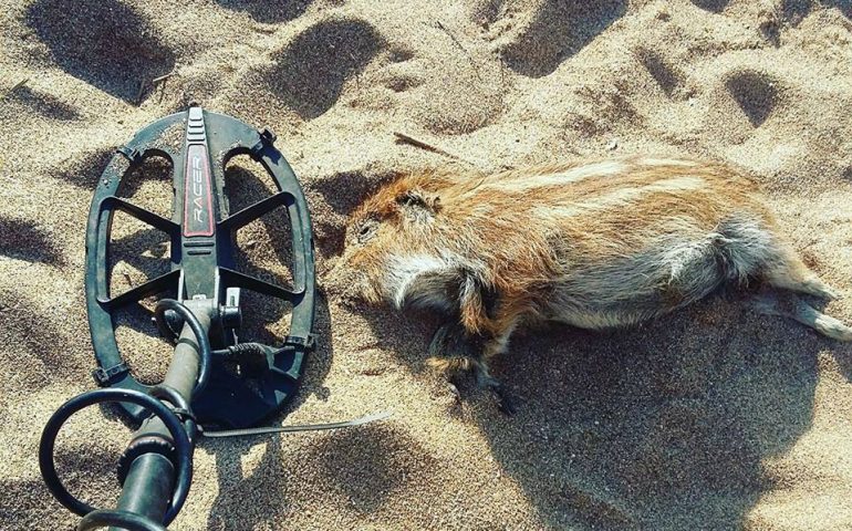 Spiaggia di Fontanamare, armato di metal detector rinviene cadavere di cucciolo di cinghiale ripieno di piombo