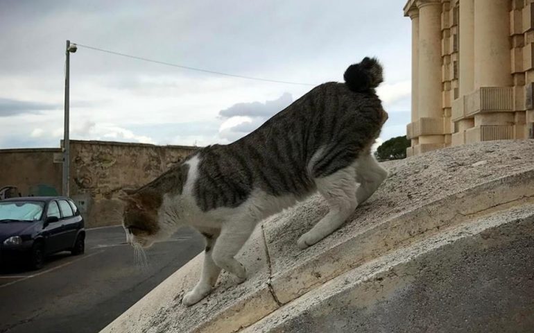 La storia di Gatto Djanni, il felino-studente che frequenta a tempo pieno il Palazzo delle Scienze