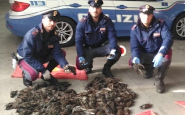 Maxi sequestro di tordi a Giave: denunciati quattro pregiudicati di Quartu