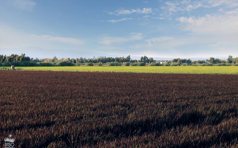 Invasione del riso straniero: in Sardegna scatta l’allarme per il crollo dei prezzi e per la salute dei consumatori