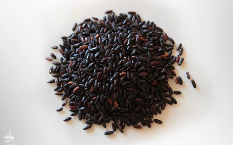 Arriva “Gioiello”, l’azienda Passiu di Oristano mette sul mercato un riso nero di altissima qualità