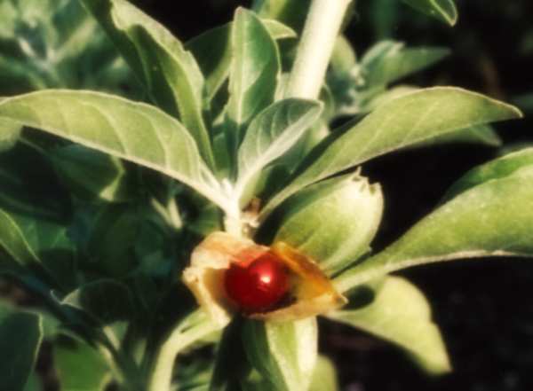 Uno studio dell’Università di Cagliari ha dimostrato che i derivati di alcune piante indiane rallentano la Sla