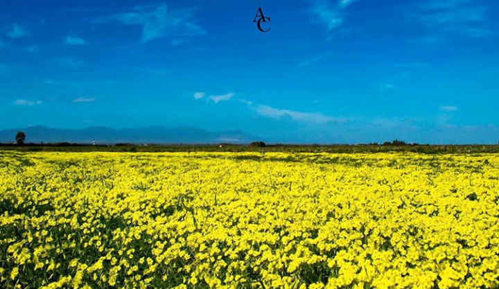 La foto del giorno. “Infinito giallo”, le campagne del Campidano inondate dalla primavera