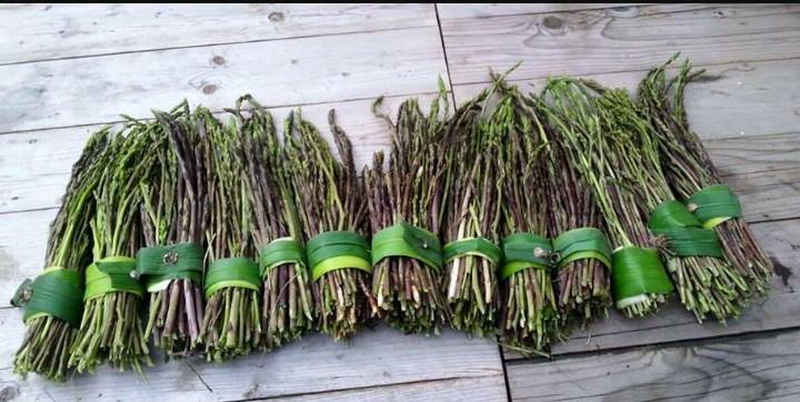 Antiossidanti, depurativi, buonissimi: gli asparagi saranno i grandi protagonisti della terza sagra in programma domenica a Gesturi