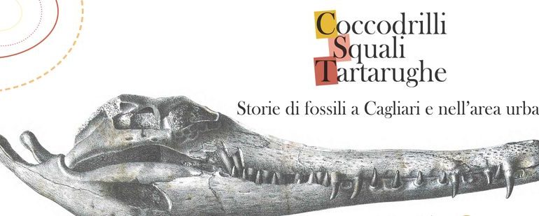Un tempo a Is Mirrionis c’erano coccodrilli, squali e tartarughe marine: una mostra scoprire i fossili della Cagliari del Miocene ricoperta dalle acque