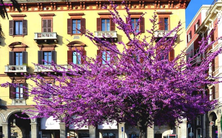 Una magnifica foto di Ivan Corellas: Cagliari, via Roma, l’Albero di Giuda e la sua incredibile fioritura