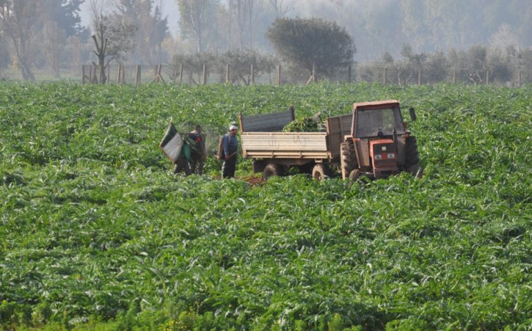 Piogge e crisi in Sardegna, mercato carciofo in ginocchio: 800 ettari allagati e milioni di euro di perdita