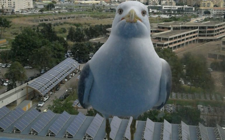 E intanto a Cagliari. “Il guardiano del Brotzu”, Cagliari sotto l'”ala protettrice” di un gabbiano