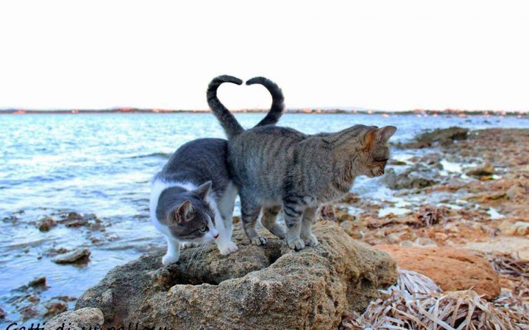 (FOTO) Lo sapevate? Il paradiso dei gatti è in Sardegna: l’Oasi felina di Su Pallosu